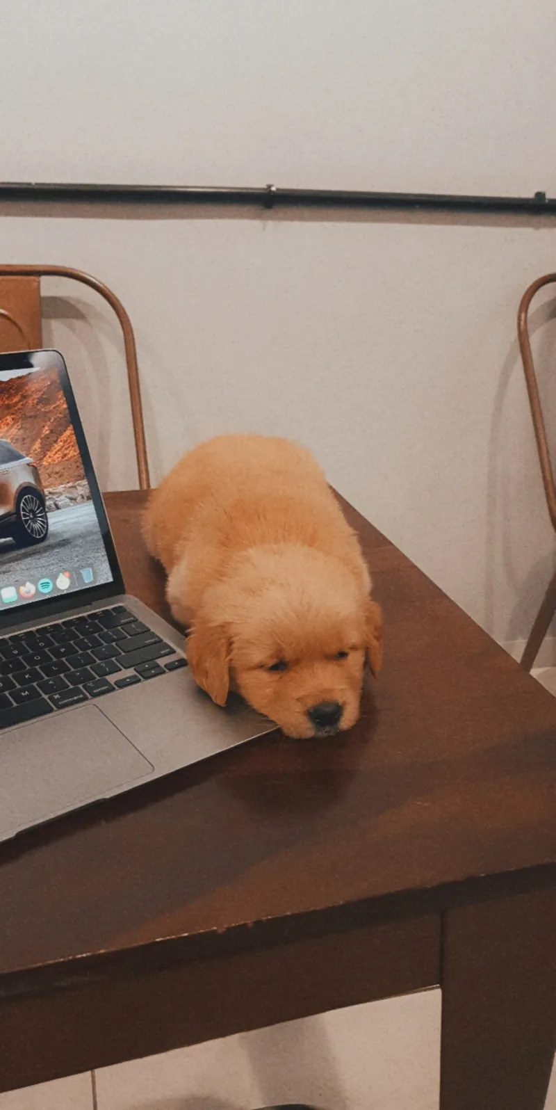 A puppy asleep beside the laptop